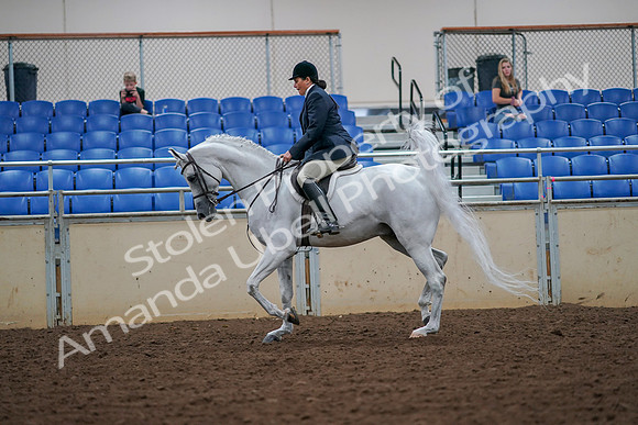 2019 Morgan Horse Show - Aug 30, 2019 - 17318
