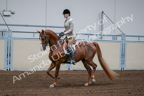 2020 - AB Morgan Horse - Fri, Sept 04 - 01632