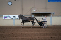 2019 Morgan Horse Show - Sept 01, 2019 - 05915