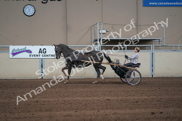 2019 Morgan Horse Show - Sept 01, 2019 - 05915