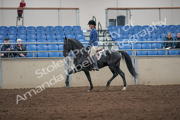 2019 Morgan Horse Show - Aug 31, 2019 - 07228