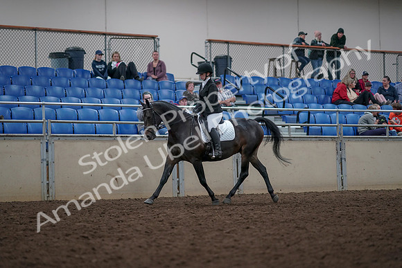 2019 Morgan Horse Show - Aug 31, 2019 - 16640