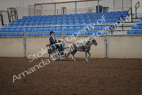 2019 Morgan Horse Show - Aug 31, 2019 - 04505