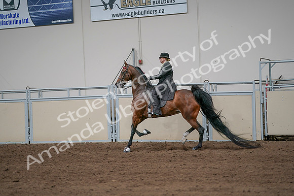 2020 - AB Morgan Horse - Fri, Sept 04 - 09681