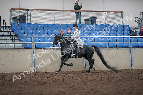 2019 Morgan Horse Show - Aug 31, 2019 - 09422