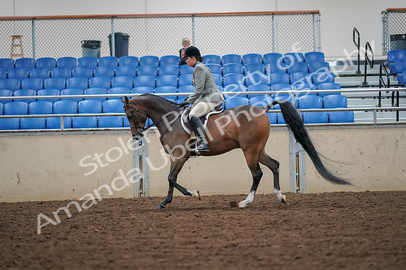 2019 Morgan Horse Show - Aug 30, 2019 - 17302