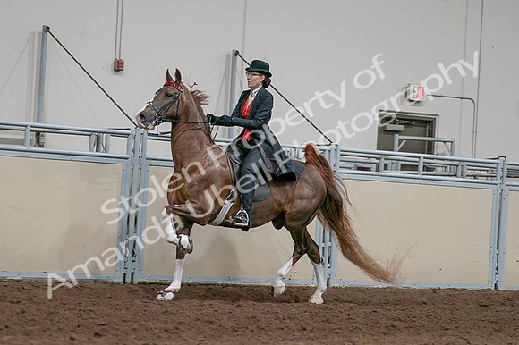 2020 - AB Morgan Horse - Fri, Sept 04 - 09729