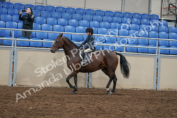 2020 - AB Morgan Horse - Sun, Sept 06 - 07912