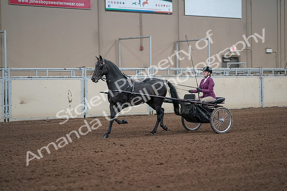 2019 Morgan Horse Show - Sept 01, 2019 - 10372_1