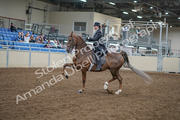 2020 - AB Morgan Horse - Fri, Sept 04 - 11282