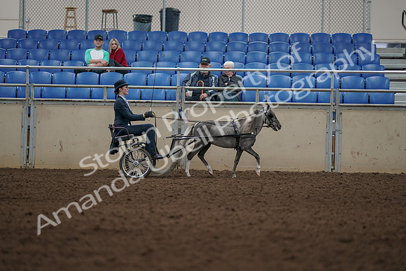 2019 Morgan Horse Show - Aug 31, 2019 - 04520