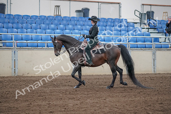 2019 Morgan Horse Show - Sept 01, 2019 - 11205
