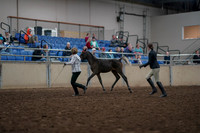 2019 Morgan Horse Show - Aug 31, 2019 - 03568