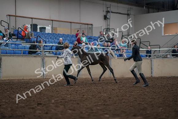 2019 Morgan Horse Show - Aug 31, 2019 - 03568