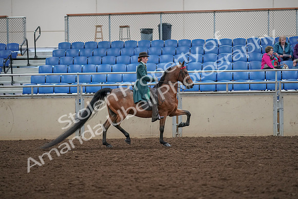 2019 Morgan Horse Show - Aug 30, 2019 - 28138