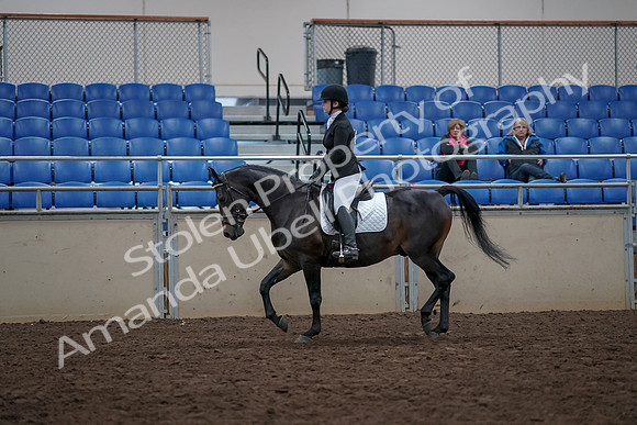 2019 Morgan Horse Show - Aug 31, 2019 - 16498