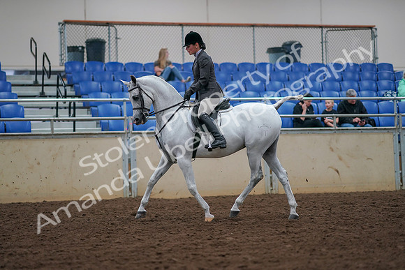 2019 Morgan Horse Show - Aug 30, 2019 - 17277
