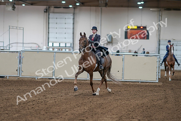 2020 - AB Morgan Horse - Sat, Sept 05 - 06030