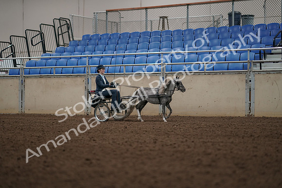 2019 Morgan Horse Show - Aug 31, 2019 - 04496