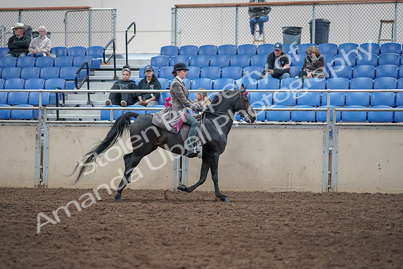 2019 Morgan Horse Show - Aug 31, 2019 - 09719