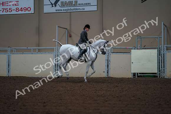 2019 Morgan Horse Show - Aug 30, 2019 - 17618