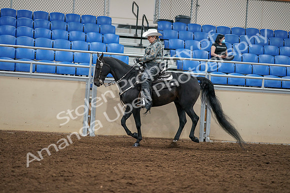 2020 - AB Morgan Horse - Fri, Sept 04 - 03558