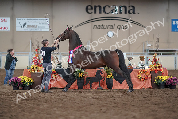 2019 Morgan Horse Show - Aug 31, 2019 - 03826