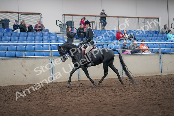 2019 Morgan Horse Show - Aug 31, 2019 - 14660