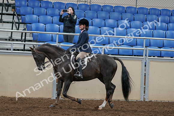 2020 - AB Morgan Horse - Sun, Sept 06 - 07964