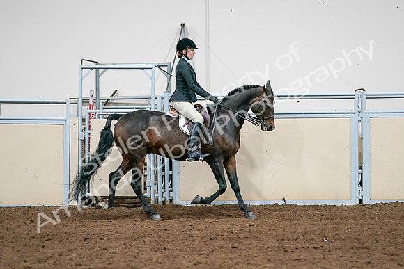 2020 - AB Morgan Horse - Sat, Sept 05 - 14579