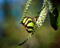 Insects