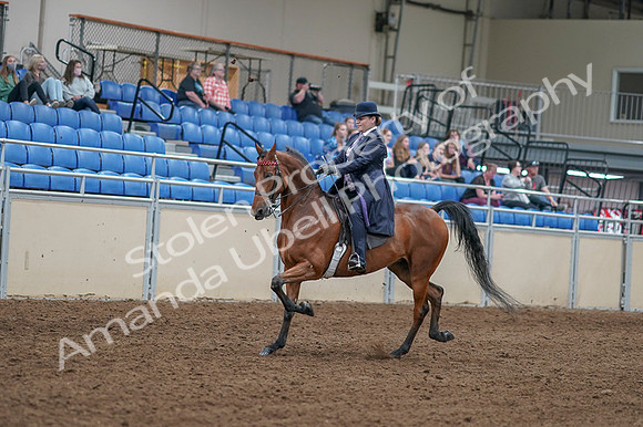 2020 - AB Morgan Horse - Fri, Sept 04 - 11209