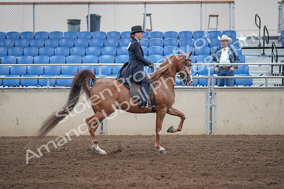 2019 Morgan Horse Show - Sept 01, 2019 - 11986