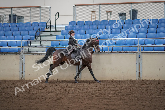 2019 Morgan Horse Show - Aug 30, 2019 - 28157