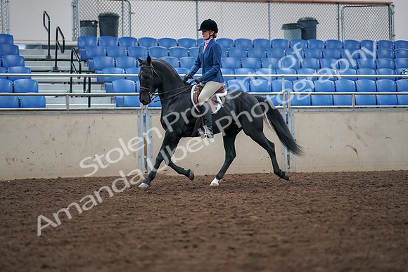 2019 Morgan Horse Show - Aug 30, 2019 - 18343