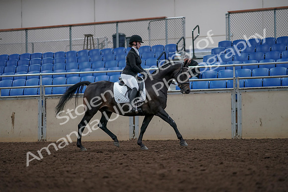 2019 Morgan Horse Show - Aug 31, 2019 - 16721