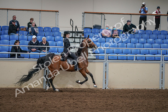 2020 - AB Morgan Horse - Sat, Sept 05 - 06817