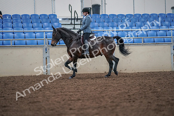 2019 Morgan Horse Show - Aug 30, 2019 - 18417