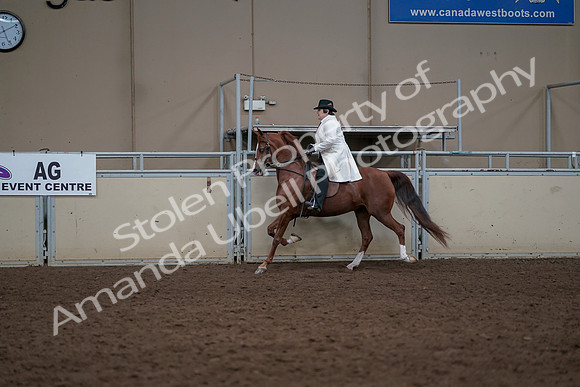 2019 Morgan Horse Show - Aug 31, 2019 - 17869