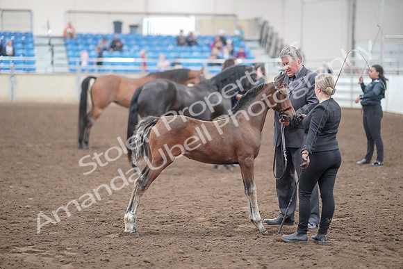 2019 Morgan Horse Show - Aug 31, 2019 - 00929