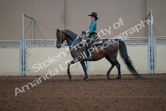 2019 Morgan Horse Show - Sept 01, 2019 - 07330