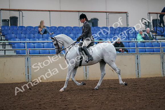 2019 Morgan Horse Show - Aug 30, 2019 - 17272