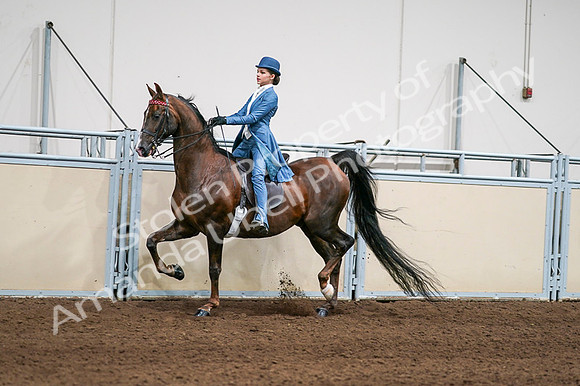 2020 - AB Morgan Horse - Fri, Sept 04 - 04938