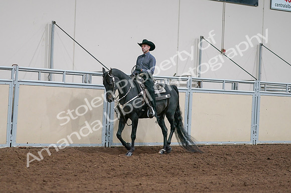 2020 - AB Morgan Horse - Fri, Sept 04 - 08516