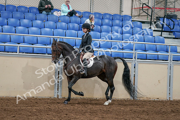 2020 - AB Morgan Horse - Sat, Sept 05 - 14415