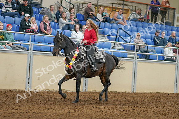 2020 - AB Morgan Horse - Sat, Sept 05 - 10352