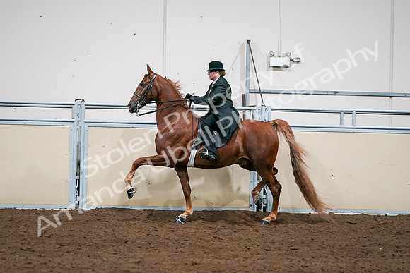 2020 - AB Morgan Horse - Sat, Sept 05 - 08060