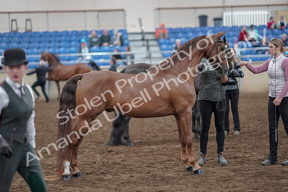 2019 Morgan Horse Show - Aug 31, 2019 - 03735