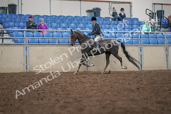 2019 Morgan Horse Show - Aug 30, 2019 - 20409