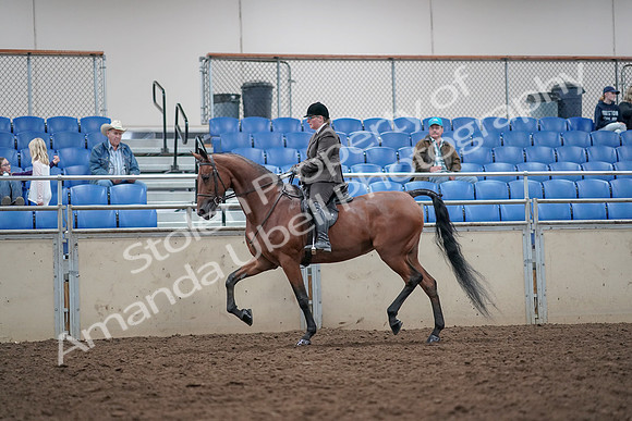 2019 Morgan Horse Show - Aug 31, 2019 - 15005
